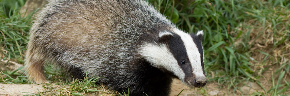 About Evolution Ecology