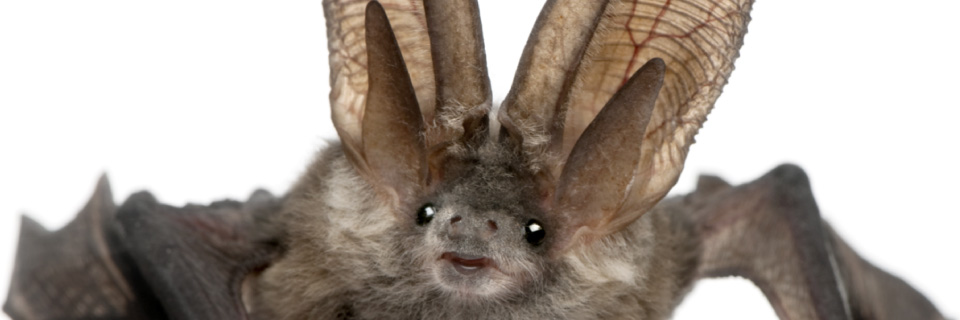 About Evolution Ecology